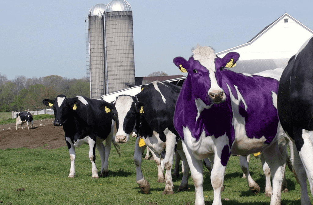 amazon product research - find purple cows